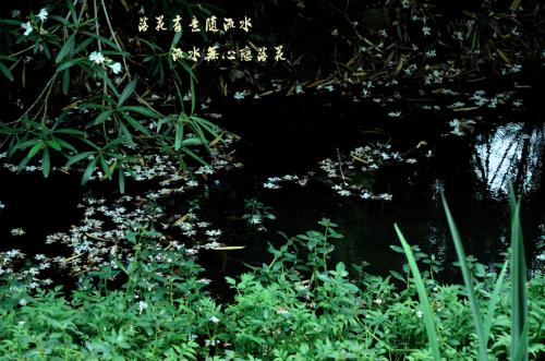 落下是无情的，水是有意的_1500字