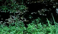 落花无情，流水有意_1500字