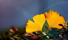 一落叶，知天下秋_800字