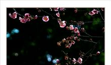 梅花又开了_900字