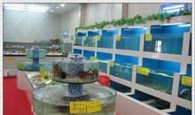 高三说明文：我家的鱼缸_1200字