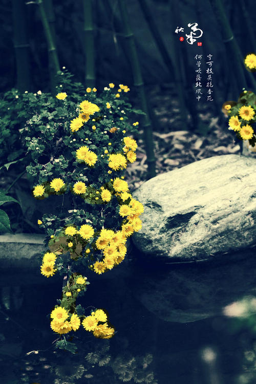 高调成分：骄傲的秋季菊花_900字