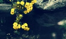 高三状物作文：傲霜秋菊_900字