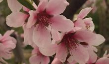 花开的叹息_700字