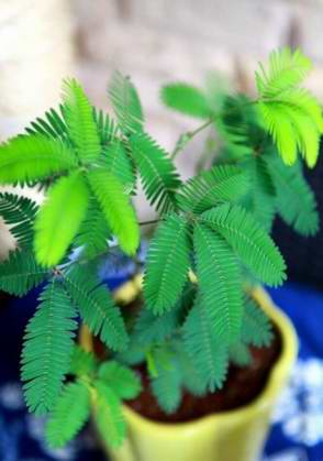 Mimosa _500字