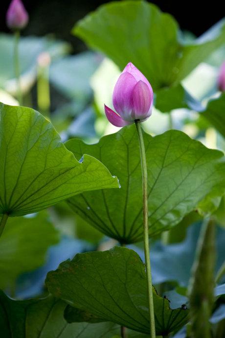 我是池中的莲花_250字