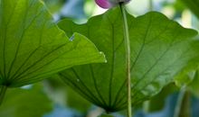 我是池中的一朵荷花_250字