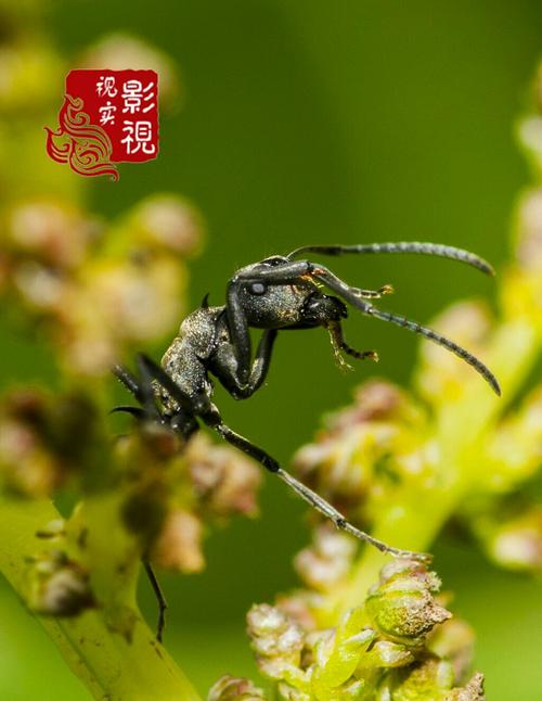 蜜蜂和蚂蚁_600字