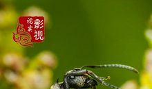 蜜蜂与蚂蚁_600字