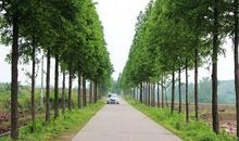 门外的杨树_500字