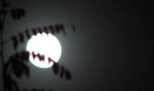 淡淡的寂寞_700字