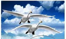 “癞蛤蟆”能吃“天鹅肉”_800字