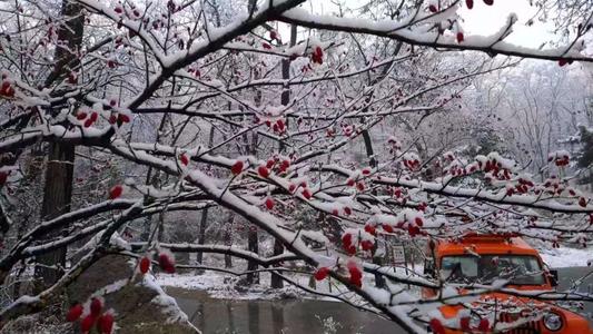 与雪景的构成：雪下的一束鲜花_1200字