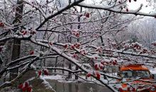 关于雪景的作文：头场雪下的那一束花_1200字