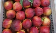 墙角，那株野桃_600字