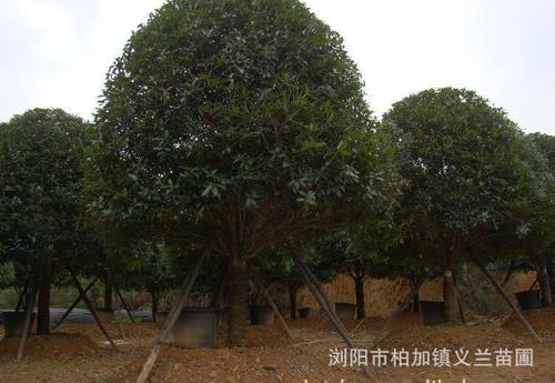 桂花学院_450字