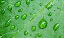 从叶尖滴落的露珠_1200字