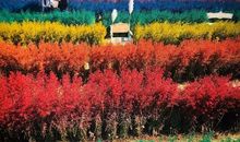 七彩的天堂_550字