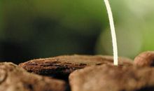 一粒种子的梦_1200字