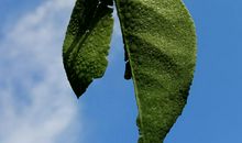 那一抹绿_1200字