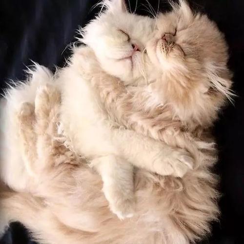 猫在一起_1500字