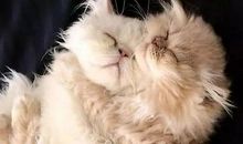 和猫咪在一起的日子_1500字