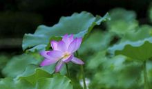 秋天的面纱--雨_550字