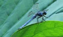 我喜欢蜻蜓_150字