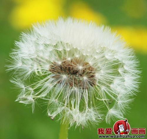 美丽的蒲公英_150字