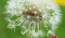 美丽的蒲公英_150字