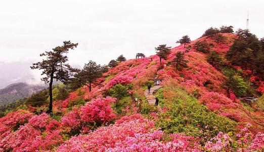 我的十字花_100字