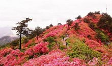 我的十字花_100字