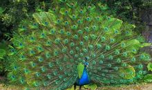 美丽的孔雀_100字