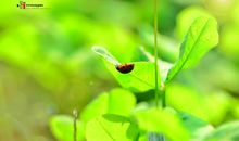 我心爱的“七星瓢虫”_400字