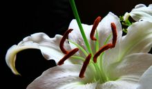 那朵带着露珠的百合花_1000字