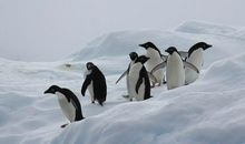 南极精灵——企鹅_200字