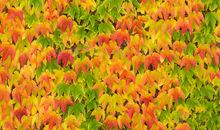 五颜六色的树叶_250字