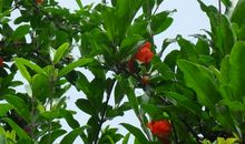 我家的石榴树_150字