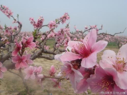 我的家人的小桃树_150字