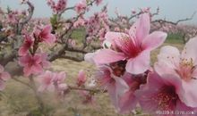 我家的小桃树_150字