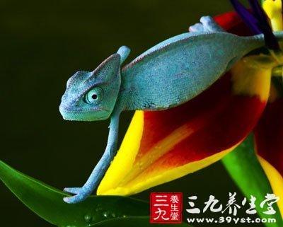 观察变色龙_150字