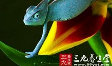 观察变色龙_150字