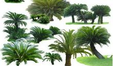 我家的树中之王——铁树_1500字