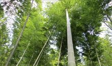 竹子的精神_750字