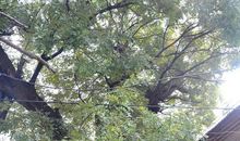 家乡的老槐_1500字