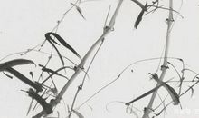 竹子的哲理_800字