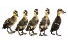 智救小鸭子_250字