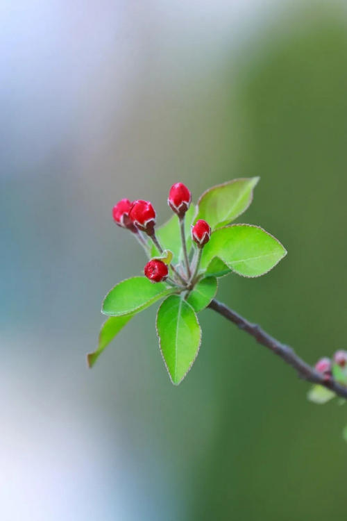 高调组成：海曙花秋季_750字
