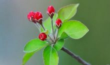 高三状物作文：海棠花落_750字