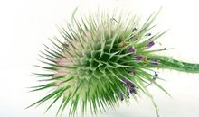 高三状物作文：我家门口的植物_750字